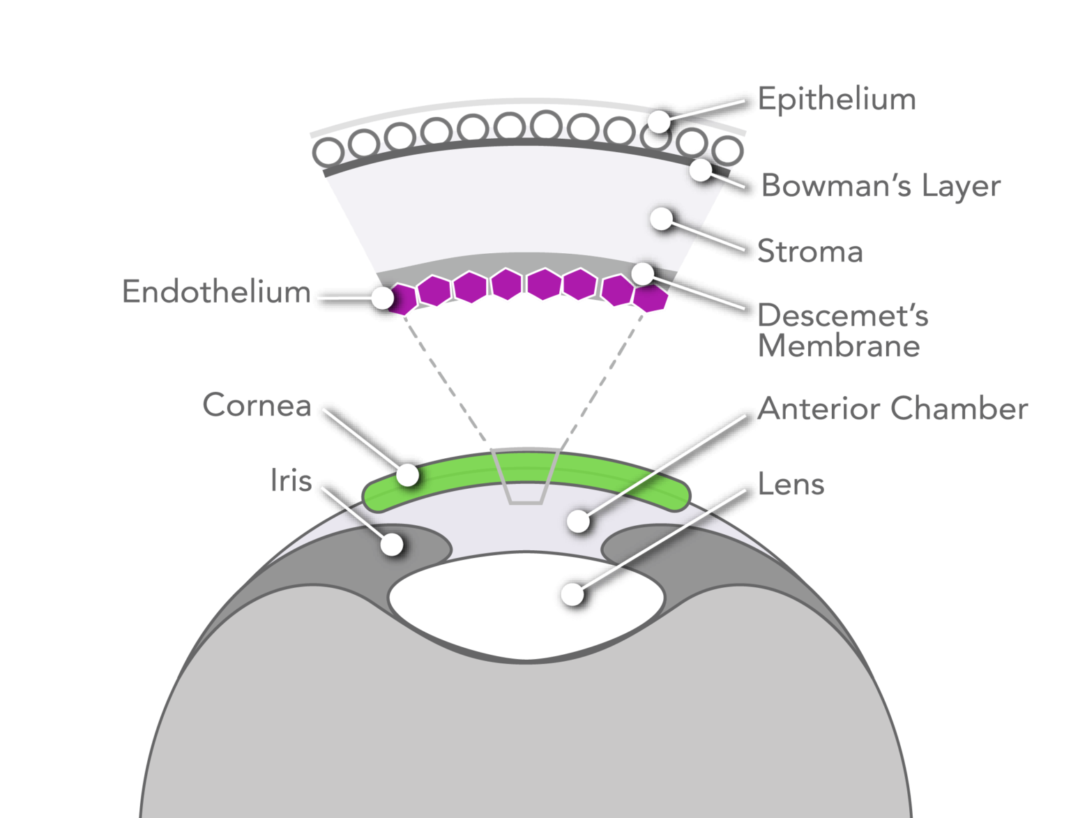 Our Focus Aurion Biotech
