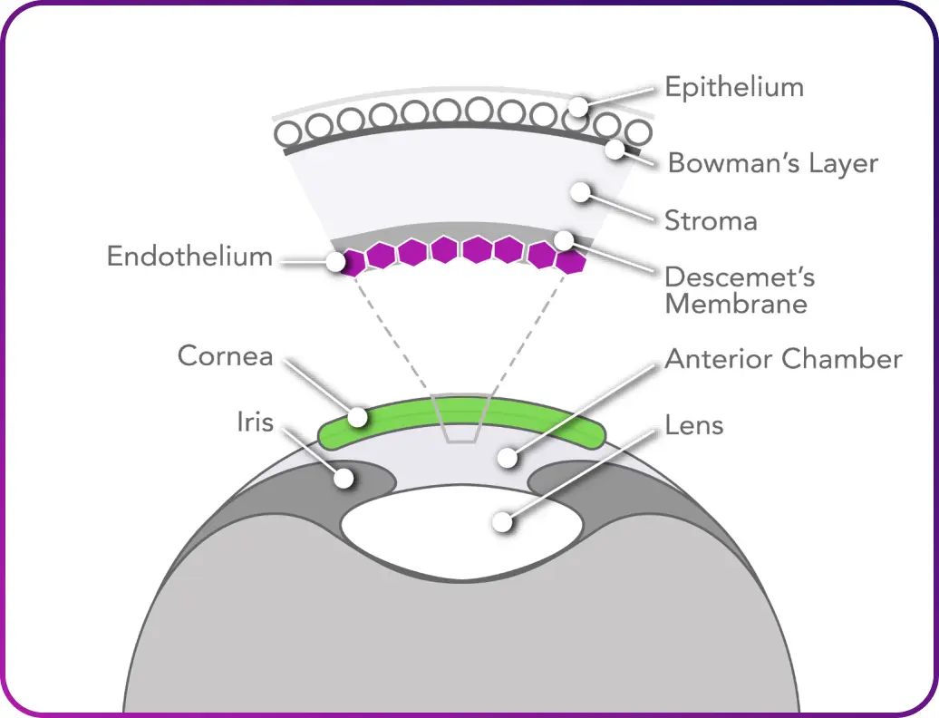 Illustration showing labelled parts of the human eye.