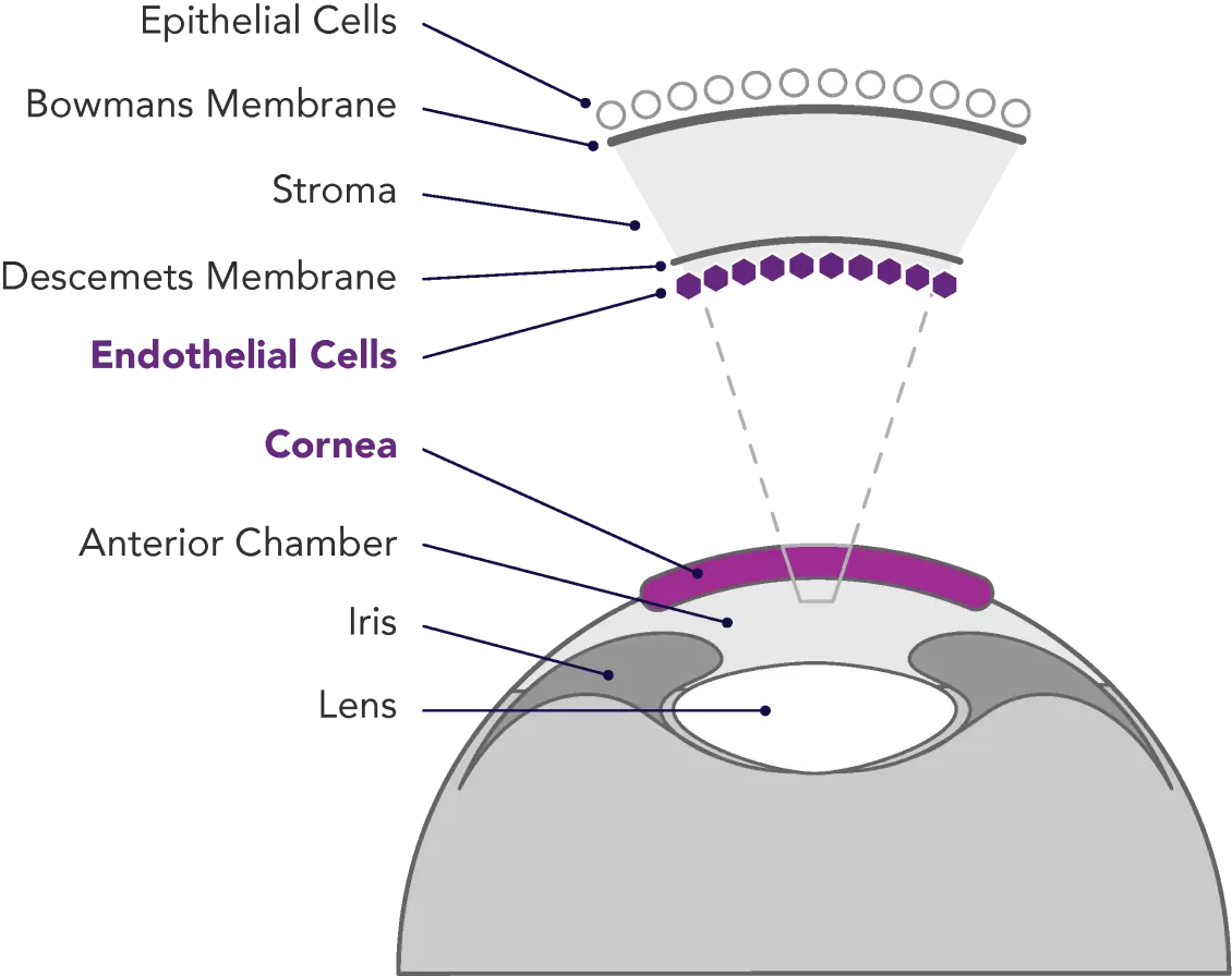 Illustration showing labelled parts of the human eye.